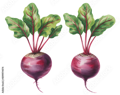 Fresh garden beets with stems and leaves painted in soft natural watercolor style.
