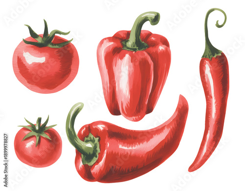 Botanical watercolor illustration of colorful bell peppers and red chili with garden herbs.
