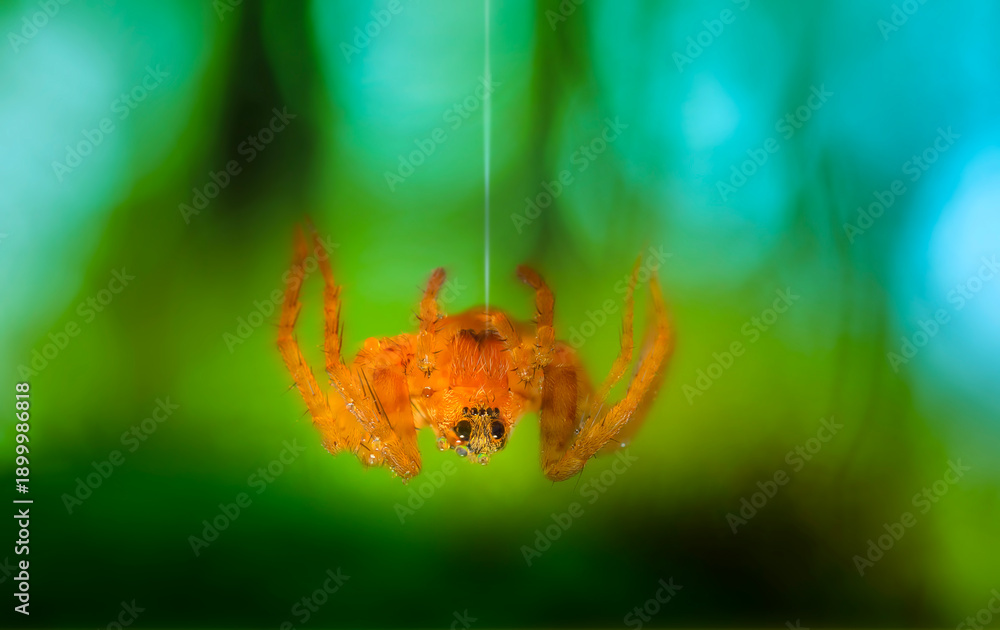 Naklejka premium Close-up photo of a spider. Natural background.