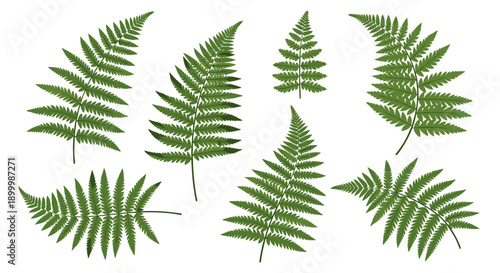 Collection of diverse fern fronds, showcasing intricate natural patterns and vibrant green hues, isolated on a clean white background, perfect for botanical and nature-themed designs.