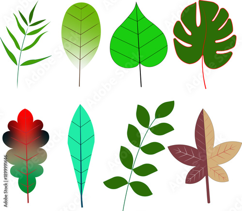 Set of green leaves vector illustration