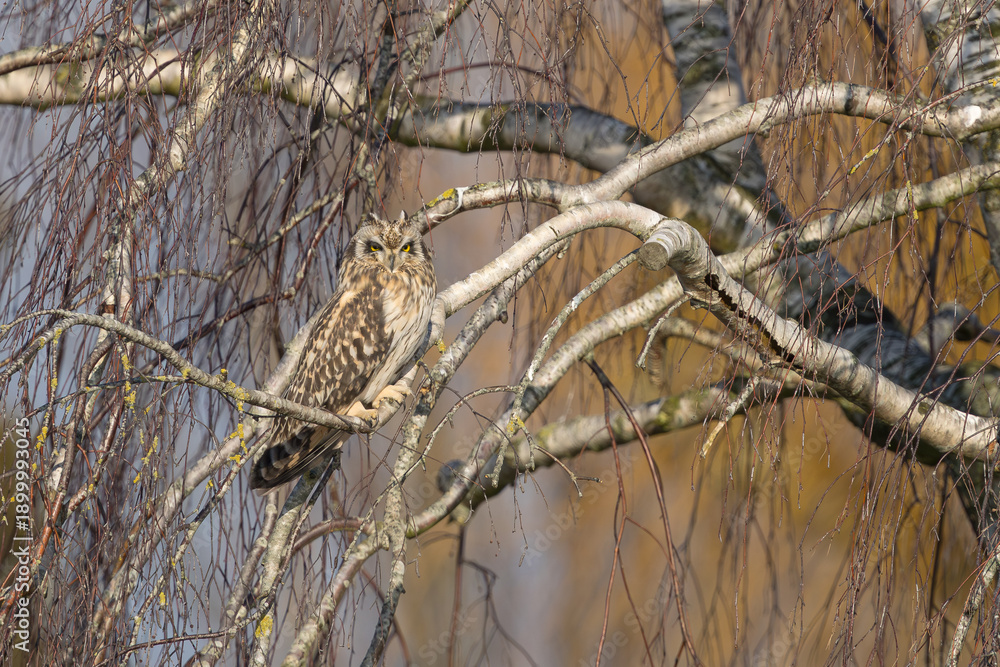 Fototapeta premium The Short-Eared Owl in nature.