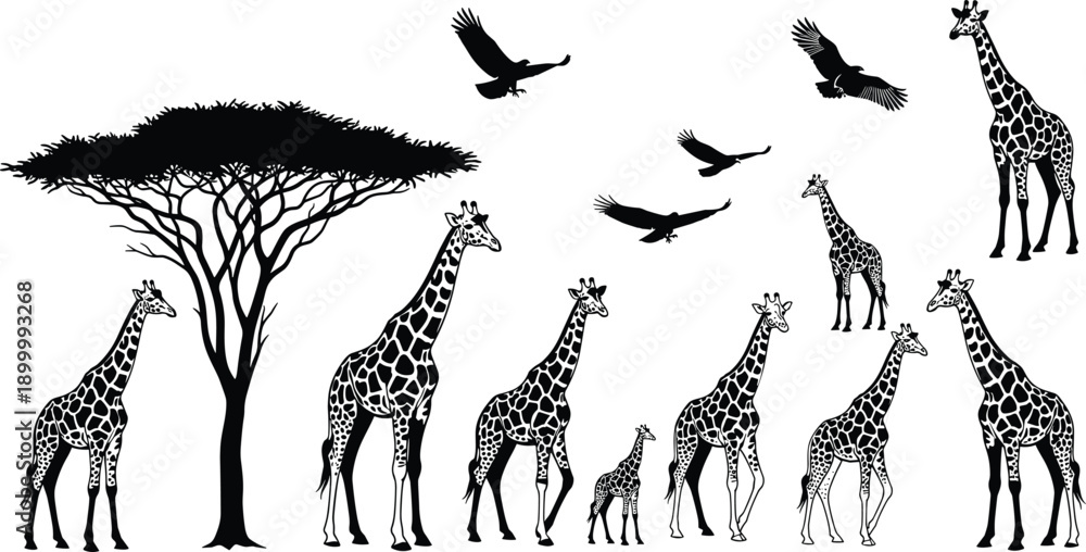Fototapeta African giraffe wildlife silhouette with acacia tree birds flying, savanna nature illustration, black white safari animal art, vector design background