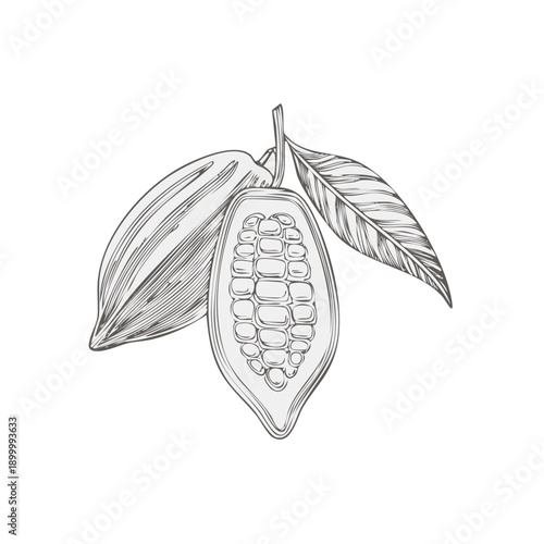 Detailed Line Drawing of a Fresh Cacao Pod Halved Showing Seeds and Leaves