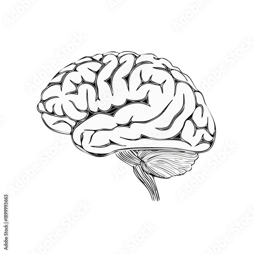 Detailed anatomical illustration of a human brain, side view, showcasing intricate cerebrum and cerebellum structures.