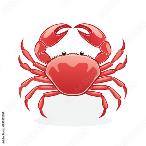 A bright red crab with its claws raised defensively and eight legs splayed outward