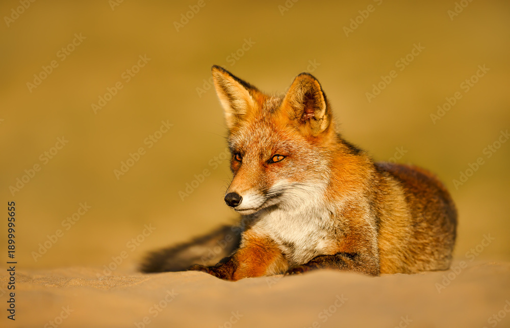 Obraz premium Captivating Red fox Portrait in Dutch dunes during warm evening light