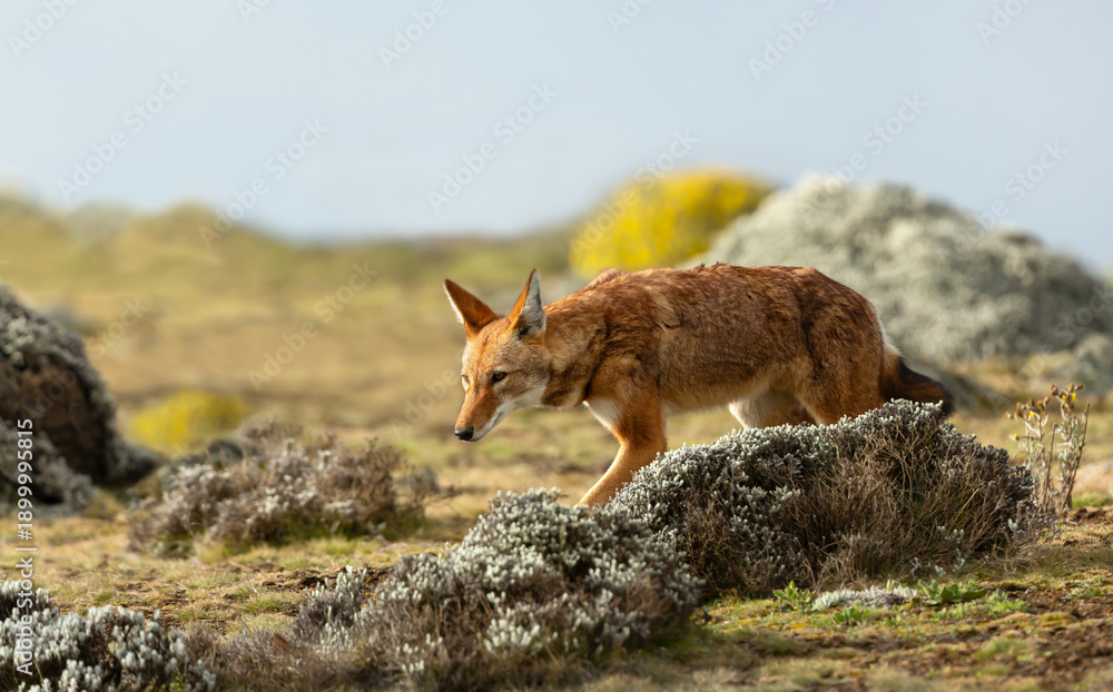 Obraz premium Rare endangered Ethiopian Wolf (Canis simensis) foraging in highland grasslands