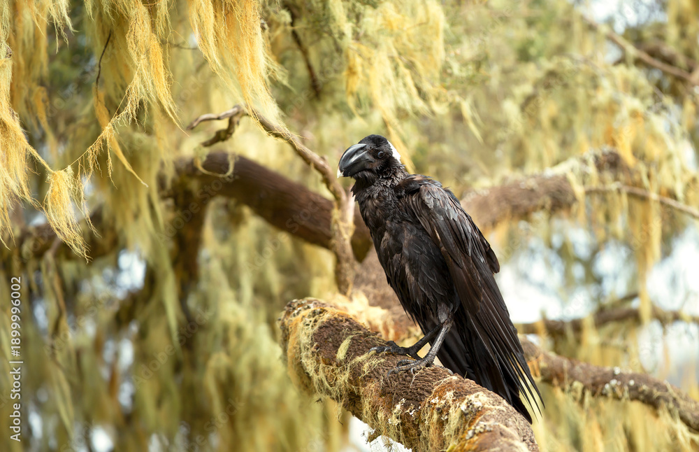 Obraz premium Thick-billed Raven perched on mossy branch in Ethiopia