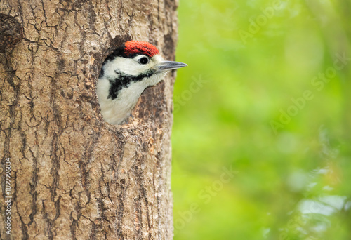 Great spotted woodpecker juvenile poking head out of nest hole