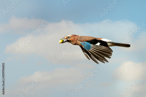 Konstfotografi Eurasian jay in flight carrying an acorn against clear blue sky