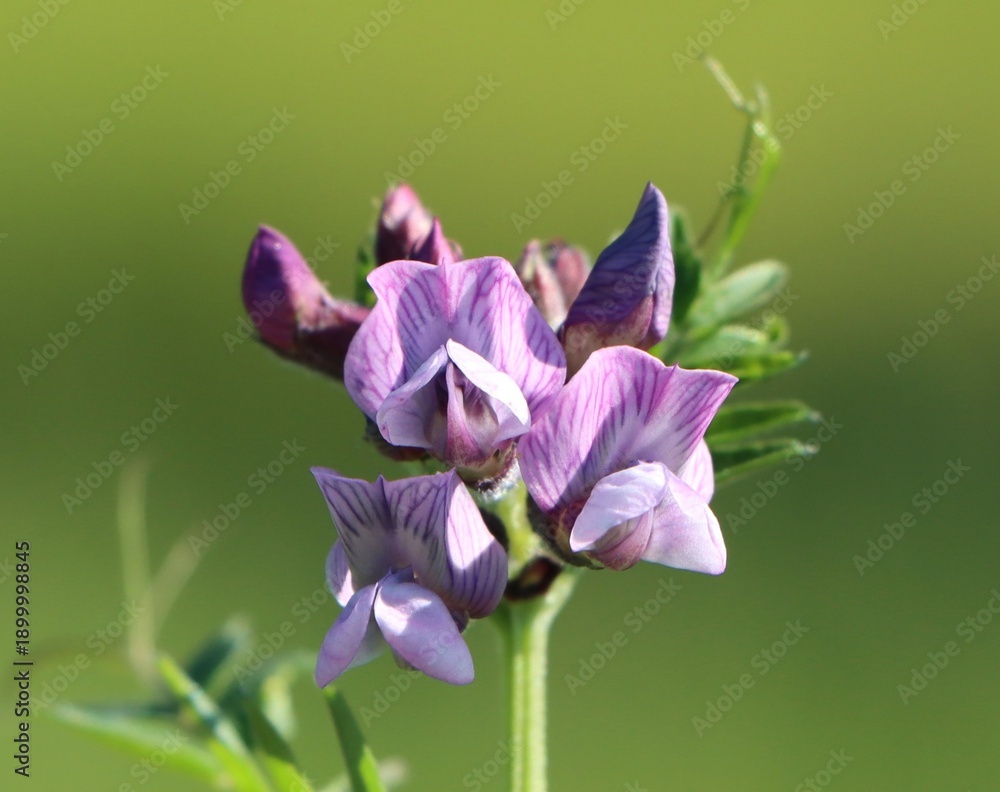 Ταπετσαρία Vicia sepium (bush vetch) blooming in the wild