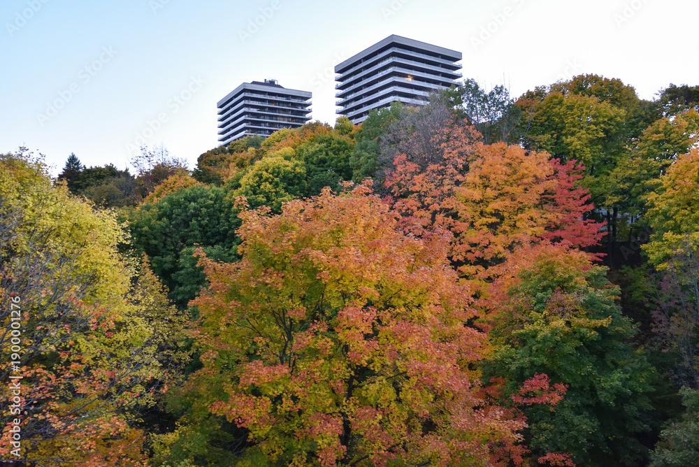 Naklejka premium Trees with Autumn Foliage and Residential Apartment Towers in Toronto, Ontario, Canada