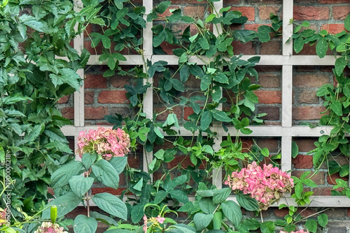 Hydrangea flowers grow on lattice work against brick wall