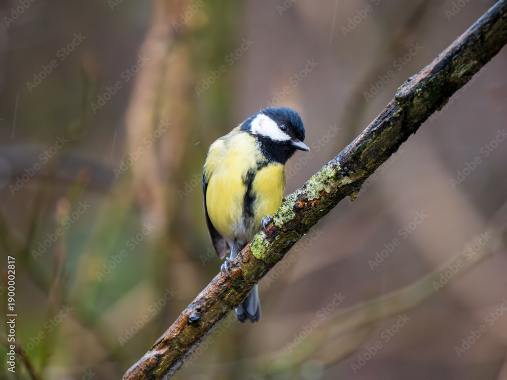 Obraz premium Great Tit Perched on a Branch in the Rain