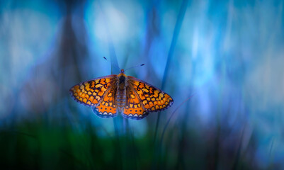 Acrylglasbilder Waldtiere Schmetterling in natürlicher Umgebung  © Serkan Mutan
