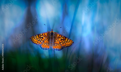 Butterfly. A photo of a butterfly photographed in its natural life. Nature background. 