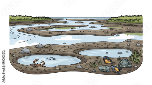 Detailed illustration of a vibrant coastal estuary teeming with intertidal life