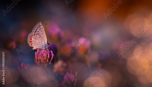 Butterfly. A photo of a butterfly photographed in its natural life. Nature background. 