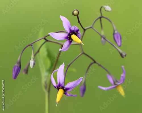 Photos Solanum dulcamara (climbing nightshade) plant