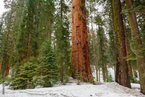 Sequoia National Park in California.The park is notable for its giant sequoia trees. United States