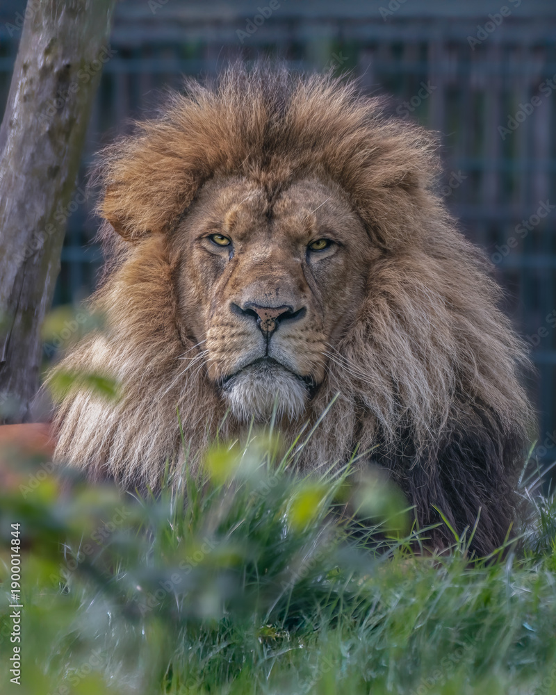 Obraz premium African Lion 