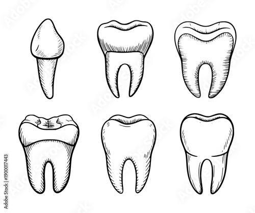 Hand Drawn Black Outline Teeth White Background tooth dental