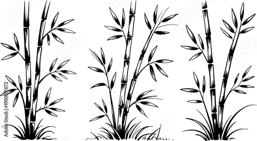 Silhouette of a single white orchid flower with background delicate