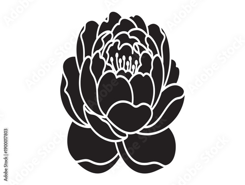 Elegant black and white water lily vector illustration
