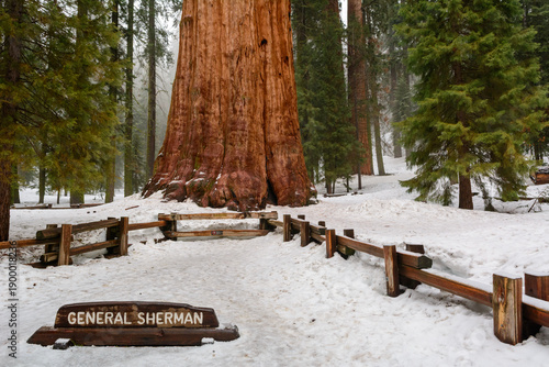 Sequoia National Park in California.The park is notable for its giant sequoia trees. United States
