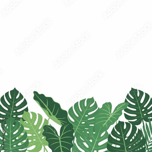 Lush green monstera leaves creating a vibrant tropical border.