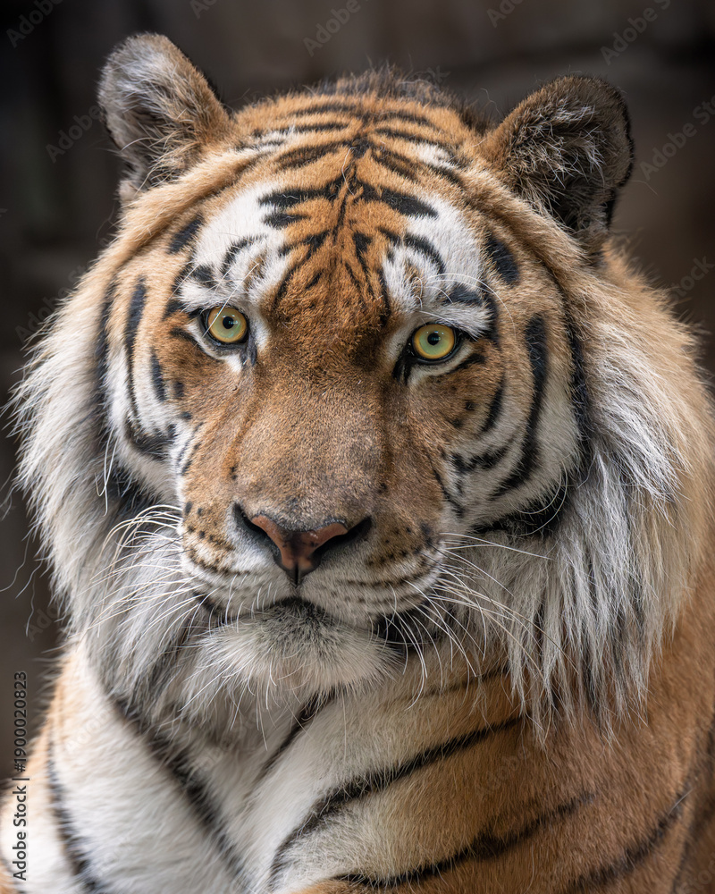 Obraz premium Tiger Portrait