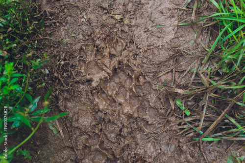 Fotografie Damp trail with grass details