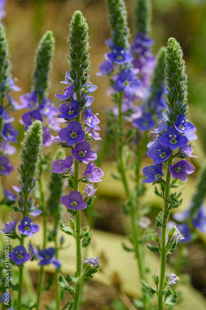 Obraz premium Close up of blooming spiked speedwell flowers in a summer garden with soft background