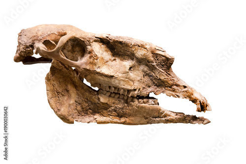 Hipparion's skull (Latin. Hipparionhippidiodus)  isolated on a white background. Paleontology Middle Pliocene fossil animals of the ancient world.