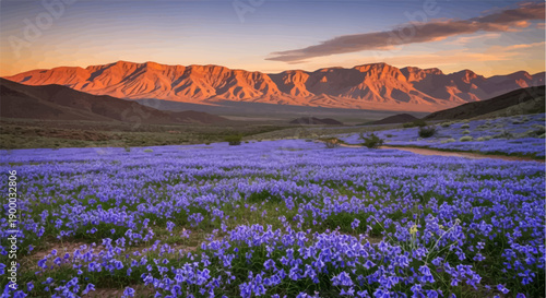 Field of purple wildflowers leads to sunlit mountains at dusk