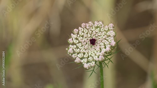 4K Close-Up of Wild Carrot (Daucus Carota) Swaying in the Wind