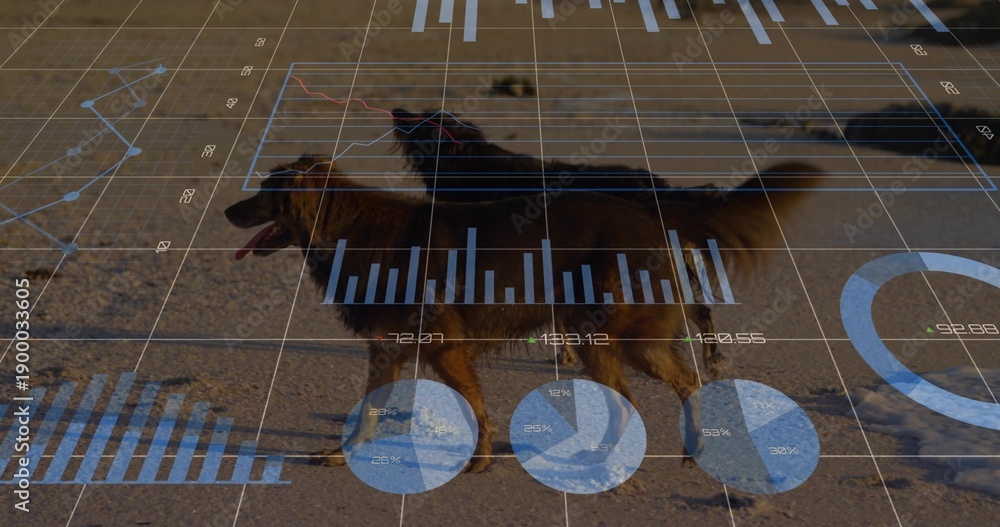 Fototapeta premium Walking two long-haired dogs moving left-to-right on sandy shore, showing grid and blue line charts