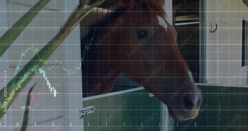 Fototapeta premium Poking brown horse head leaning out over stable door, showing latch, blinds, frond, chart overlay