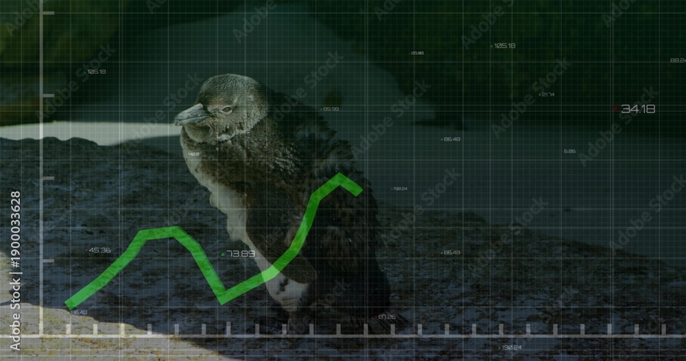 Fototapeta premium Standing lone penguin tilting head on rocky pebble shoreline, with HUD grid and green graph