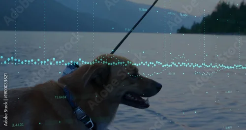 Fototapeta Panting brown dog wearing blue patterned collar standing at lake edge, dark leash and cyan overlay