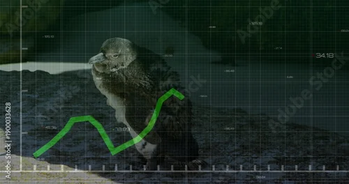 Fototapeta Standing lone penguin tilting head on rocky pebble shoreline, with HUD grid and green graph