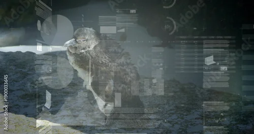 Fototapeta Standing penguin chick perching on textured wet rock at shoreline, showing faint data overlays