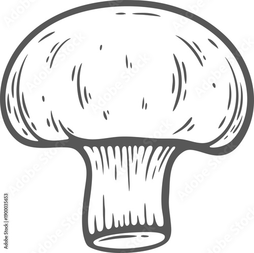 Champignon, one whole, white button, cremini,  engraving illustration isolated