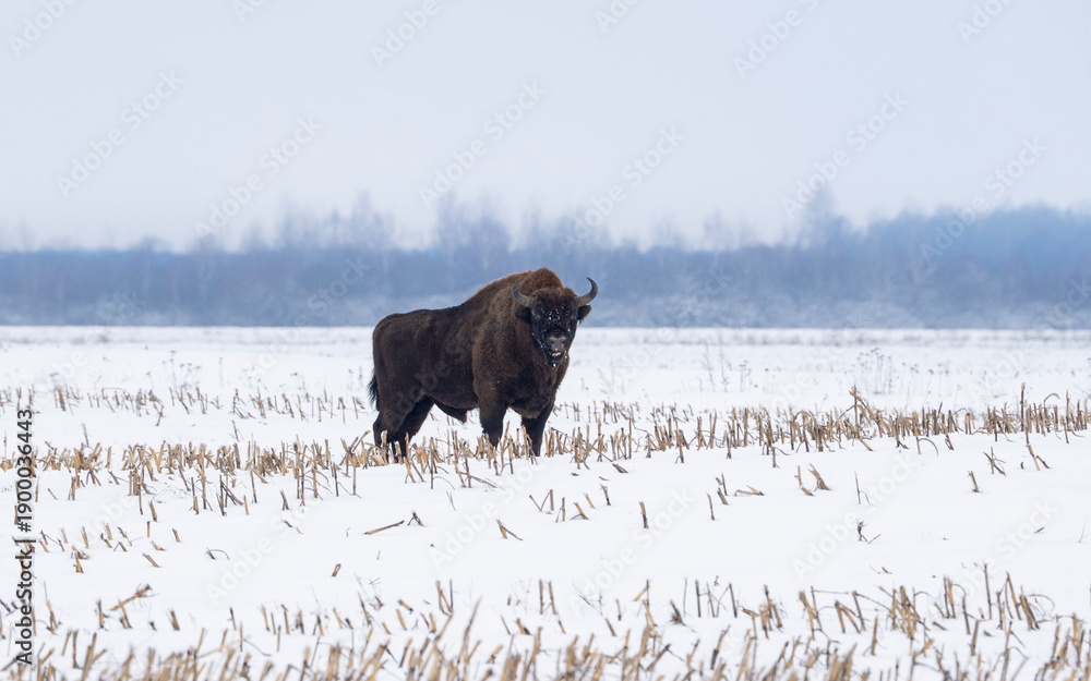 Fototapeta premium European bison in winter, Bison bonasus