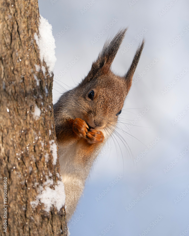 Fototapeta premium squirrel on a tree, Sciurus vulgaris in winter