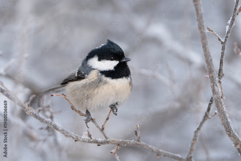 Obraz premium Coal tit in winter, Periparus ater
