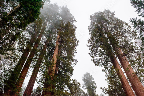 Sequoia National Park in California.The park is notable for its giant sequoia trees. United States