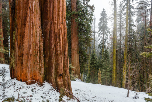 Sequoia National Park in California.The park is notable for its giant sequoia trees. United States