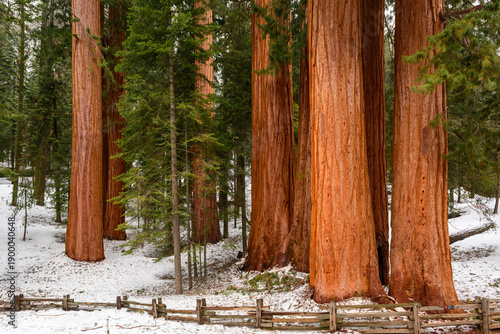 Sequoia National Park in California.The park is notable for its giant sequoia trees. United States